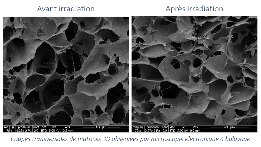 Coupes transversales de matrices 3D observées par microscopie électronique à balayge_ Avant irradiation et après irradiation - ITHPP-Cirimat